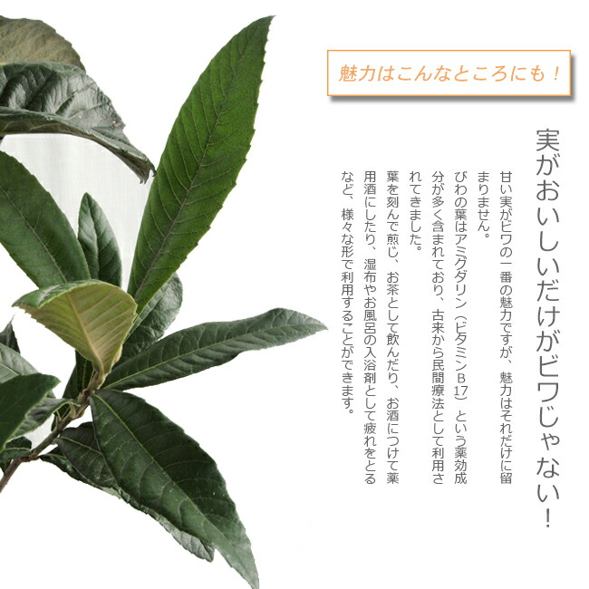 ジャンボ大房 ビワ 苗 販売 苗木部 By 花ひろばオンライン