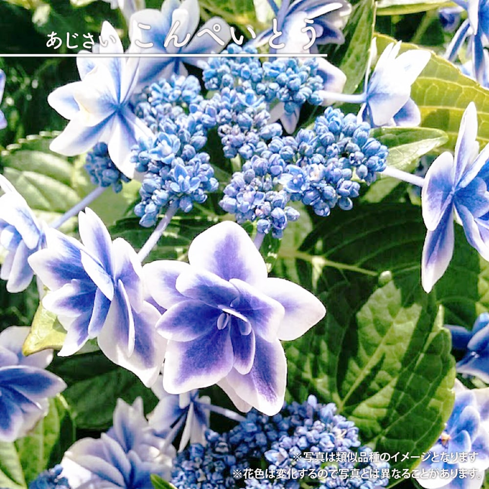 アジサイ こんぺいとう 