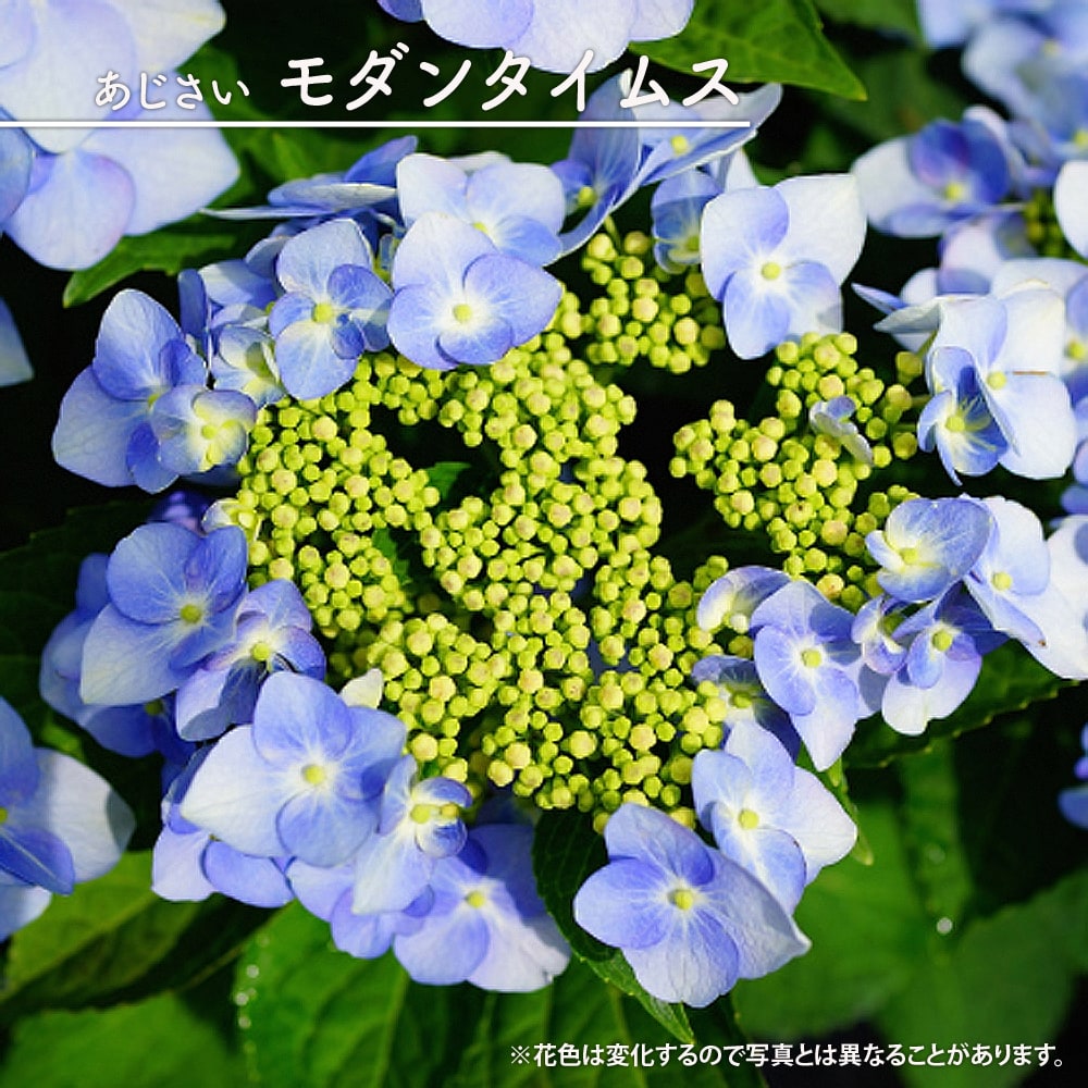 アジサイ モダンタイムス 