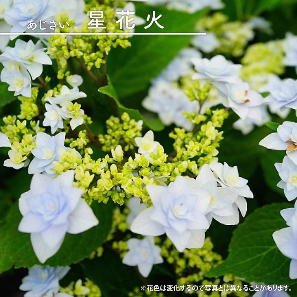 アジサイ 星花火 