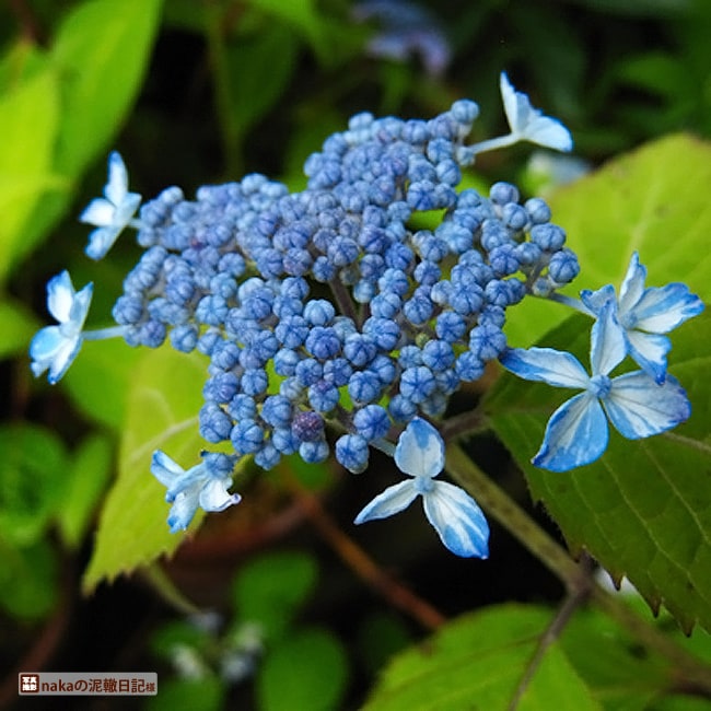 アジサイ 井内錦 2