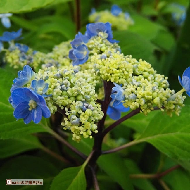 アジサイ 九重凛華 1