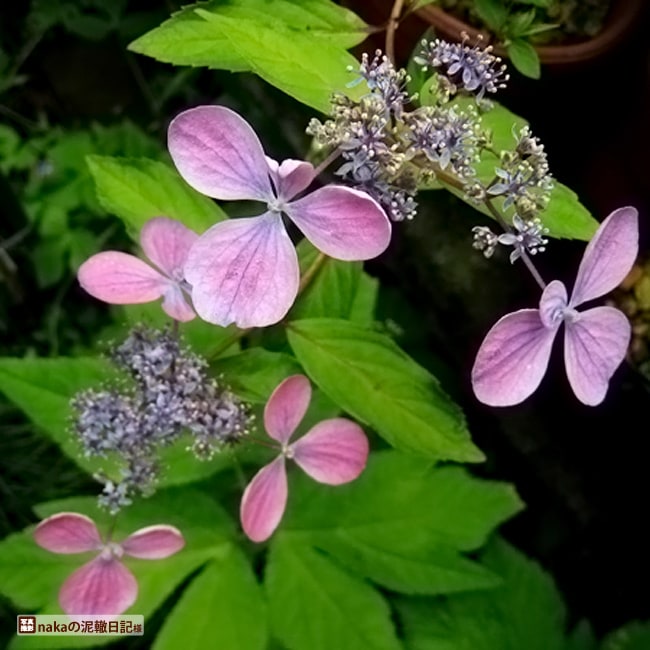 アジサイ 土佐の蛍 1