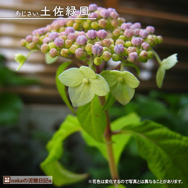 アジサイ 土佐緑風 
