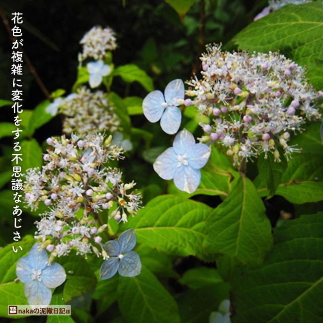 アジサイ 土佐緑風 