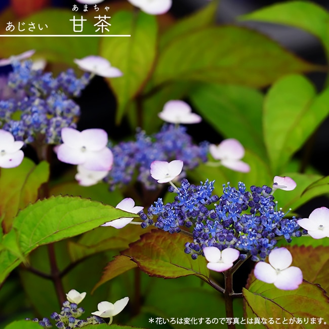 アジサイ 甘茶 