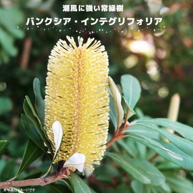 バンクシア インテグリフォリア コーストバンクシア 苗 通販 苗木部