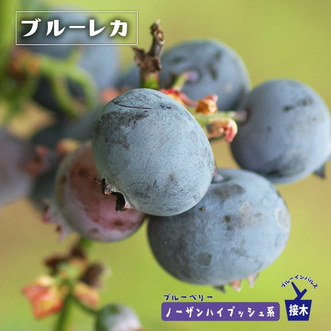 ブルーベリー　ブルーレカ