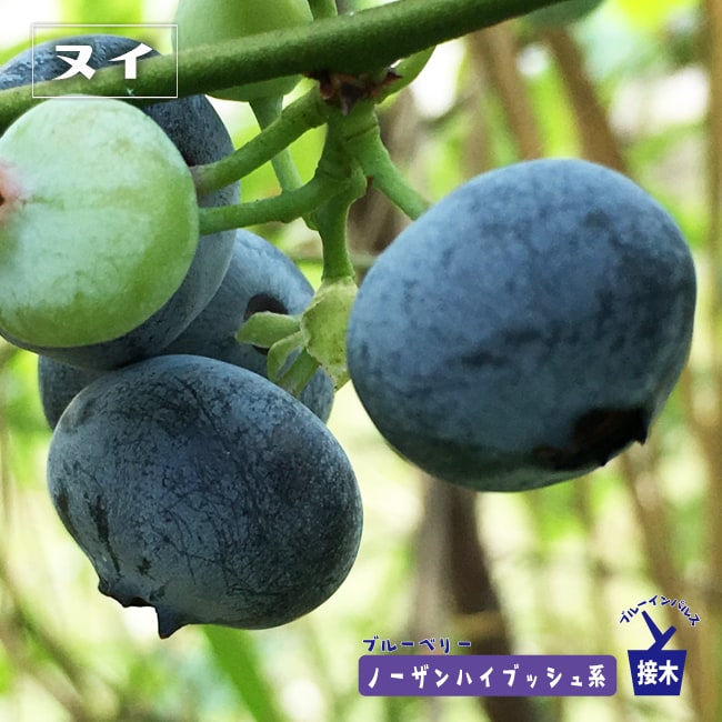 ブルーベリー　ヌイ