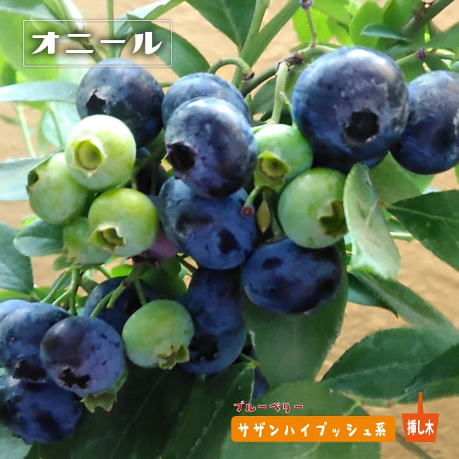 ブルーベリー サザンハイブッシュ系 オニール 苗 販売 苗木部 By 花