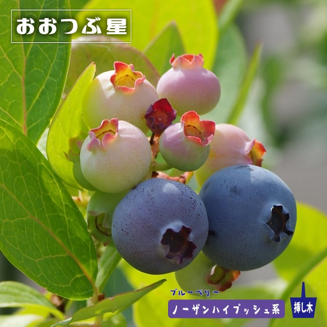 おおつぶ星 ノーザンハイブッシュ系 ブルーベリー 苗 通販 苗木部