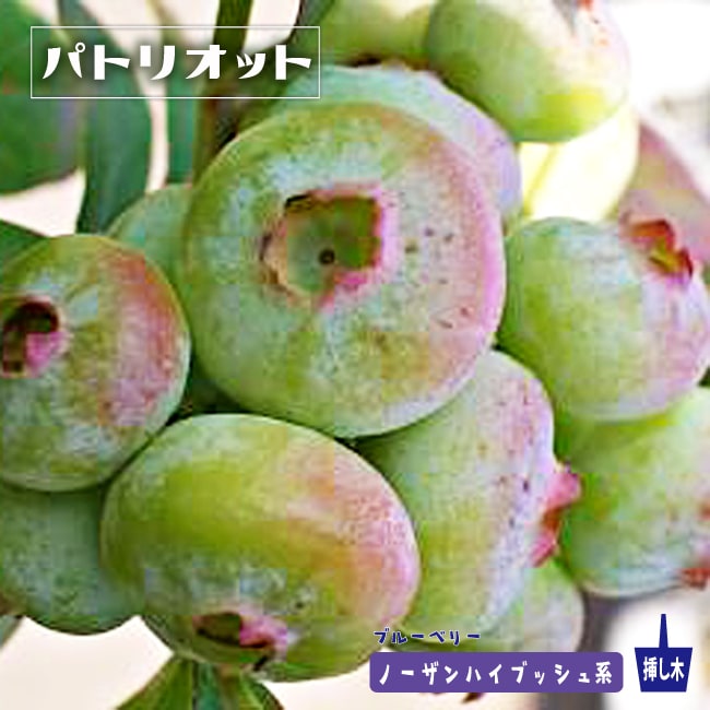 ブルーベリー　パトリオット