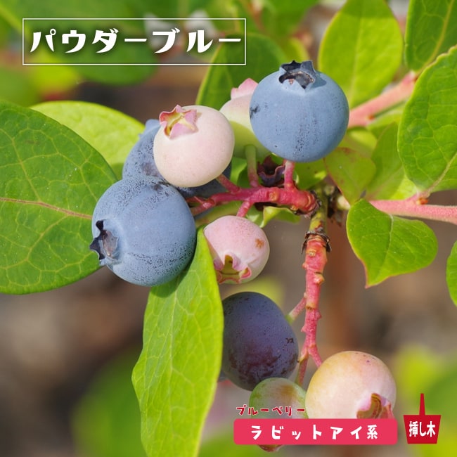 ブルーベリー　パウダーブルー