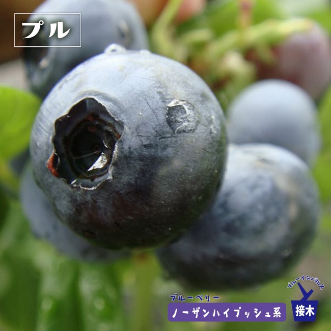 ブルーベリー　プル