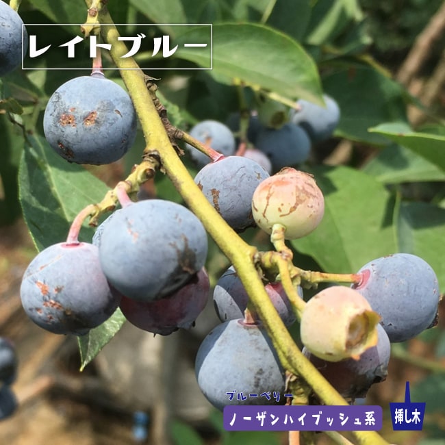 ブルーベリー　レイトブルー