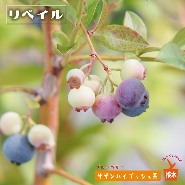 ブルーベリー　リベイル　ブルーインパルス