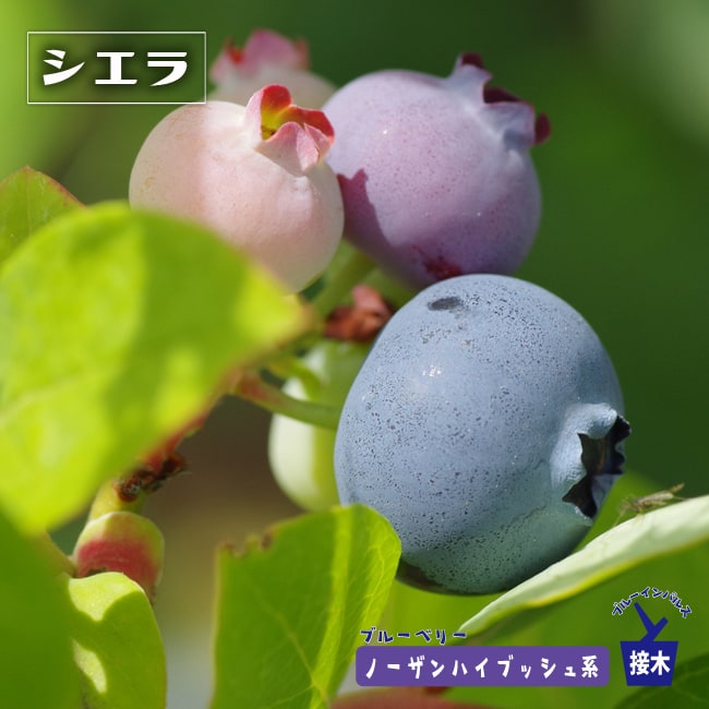 ブルーベリー　シエラ
