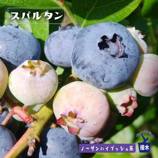 ブルーベリー　スパルタン