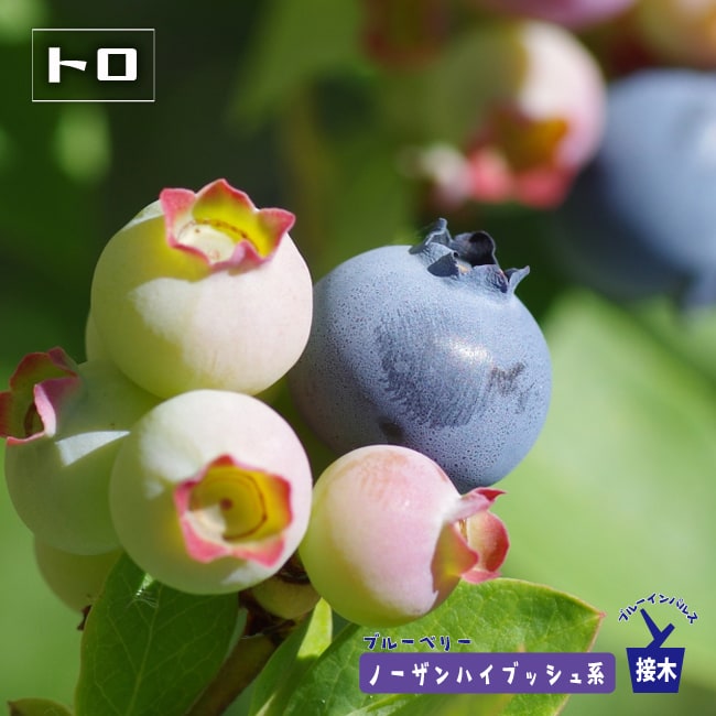 ブルーベリー　トロ