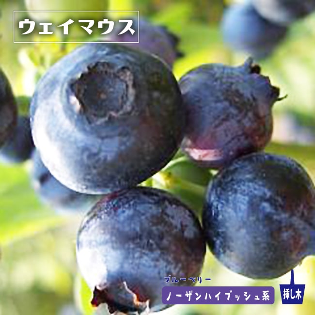 ブルーベリー ウェイマウス 