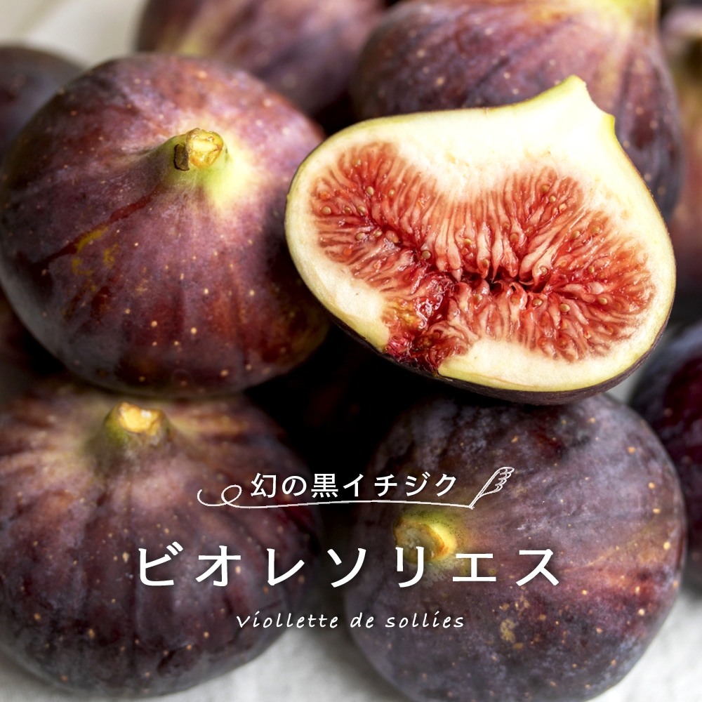 イチジク 秋果専用種 ビオレソリエス 苗 おすすめ 苗木部 By 花ひろば