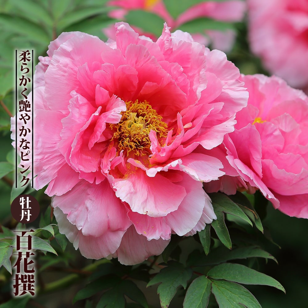 牡丹 百花撰 苗 販売 苗木部 By 花ひろばオンライン