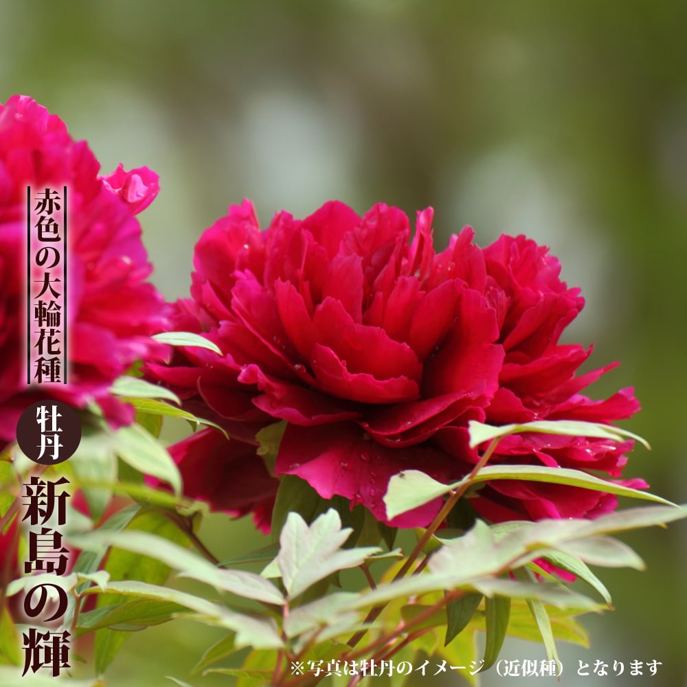牡丹 新島の輝 苗 販売 苗木部 By 花ひろばオンライン