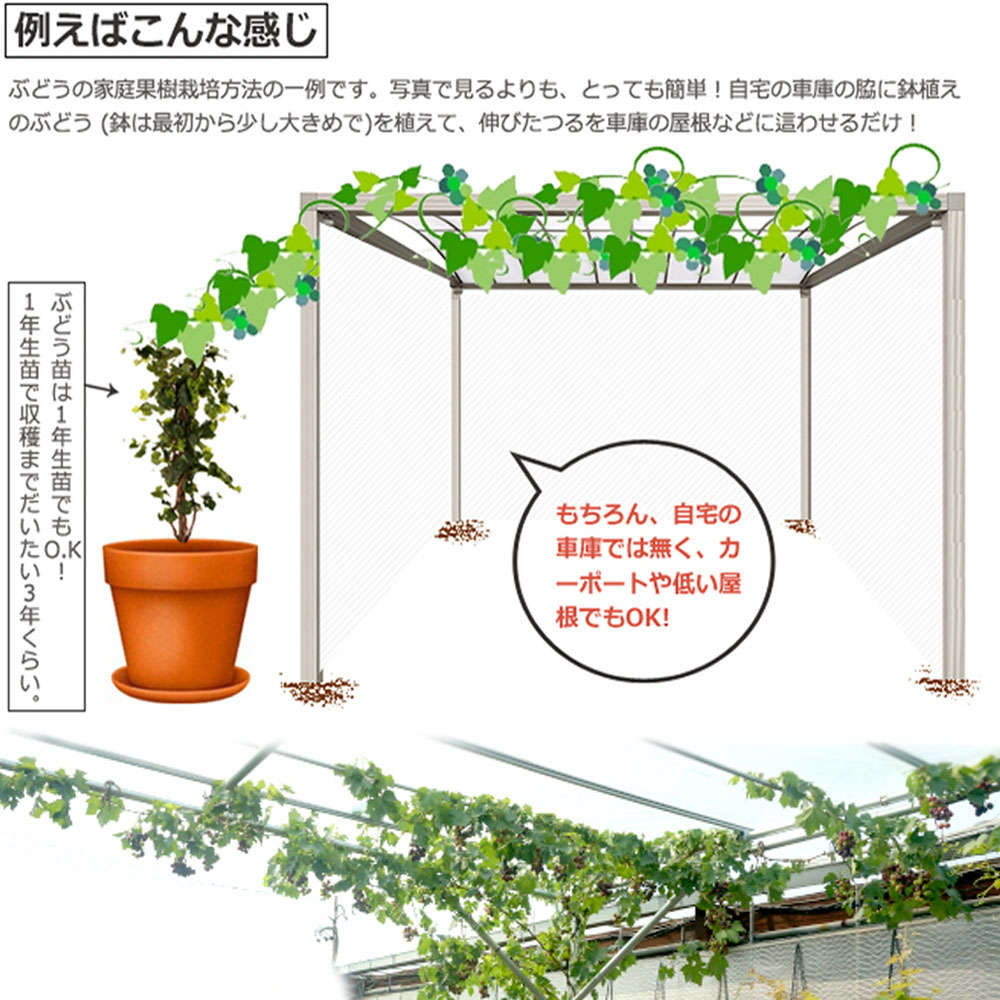 ブドウ 欧州系2倍体 瀬戸ジャイアンツ 苗 通販 苗木部 By 花ひろば