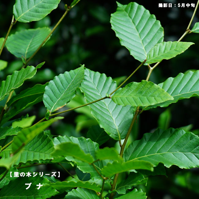 ブナ  7