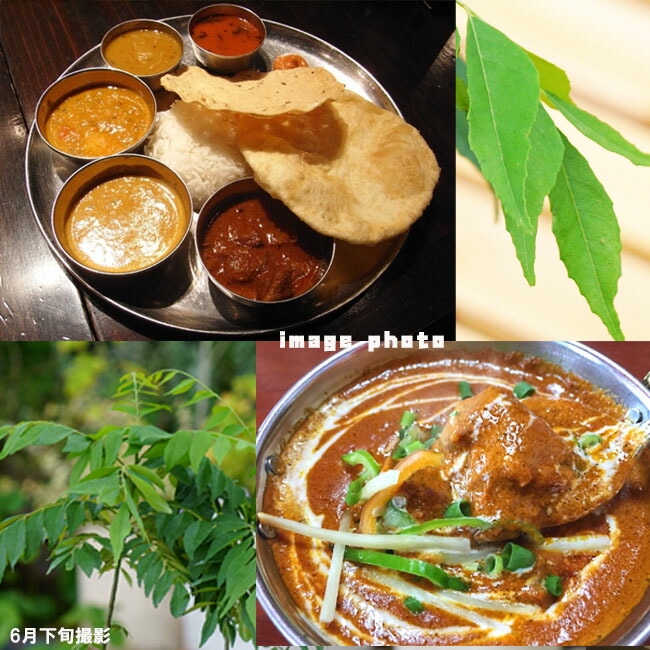 カレーリーフ カレーリーフ 5