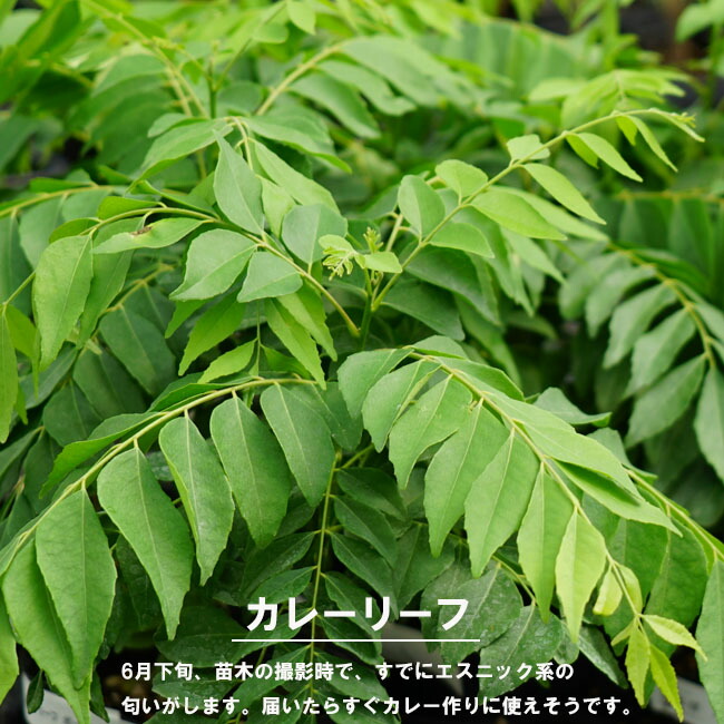 カレーリーフ カレーリーフ 2