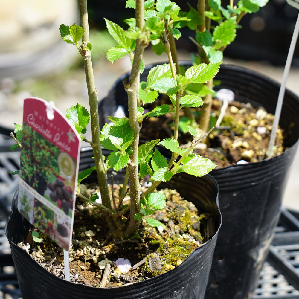 桑（マルベリー） シャルロットリュス 苗 販売 苗木部 By 花ひろば