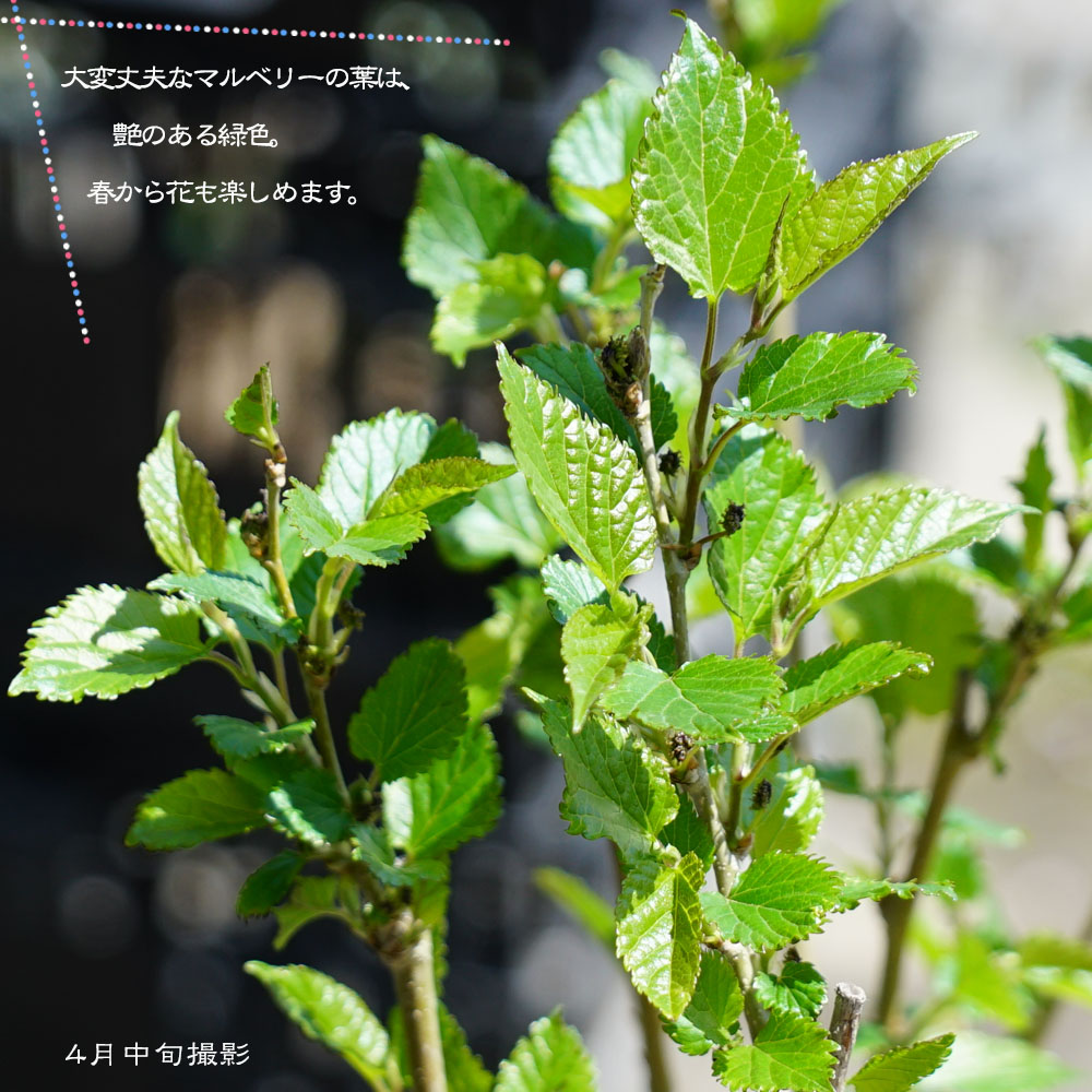 桑（マルベリー） シャルロットリュス 2