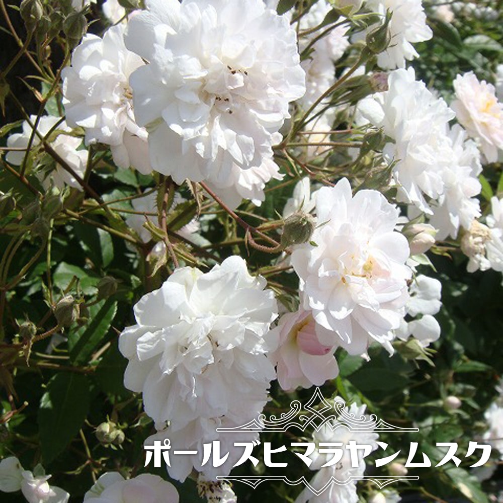 バラ ポールズヒマラヤンムスク 