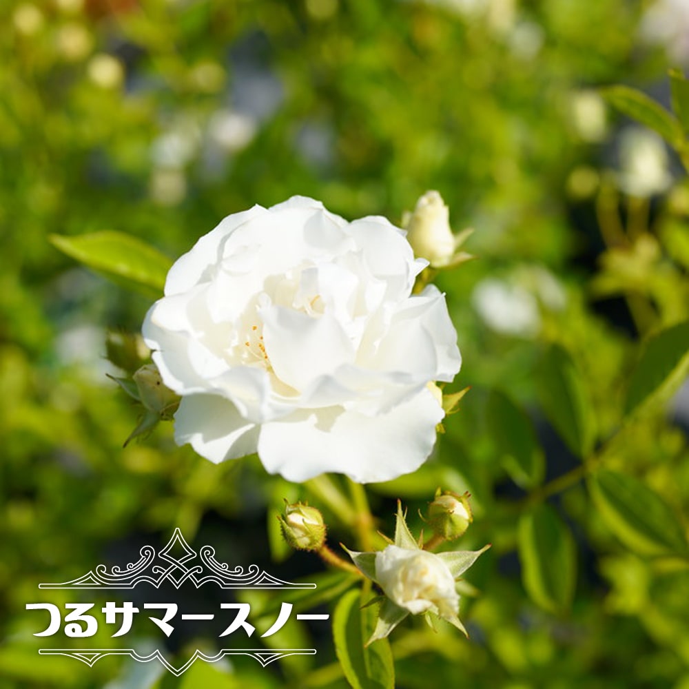バラ つるサマースノー 