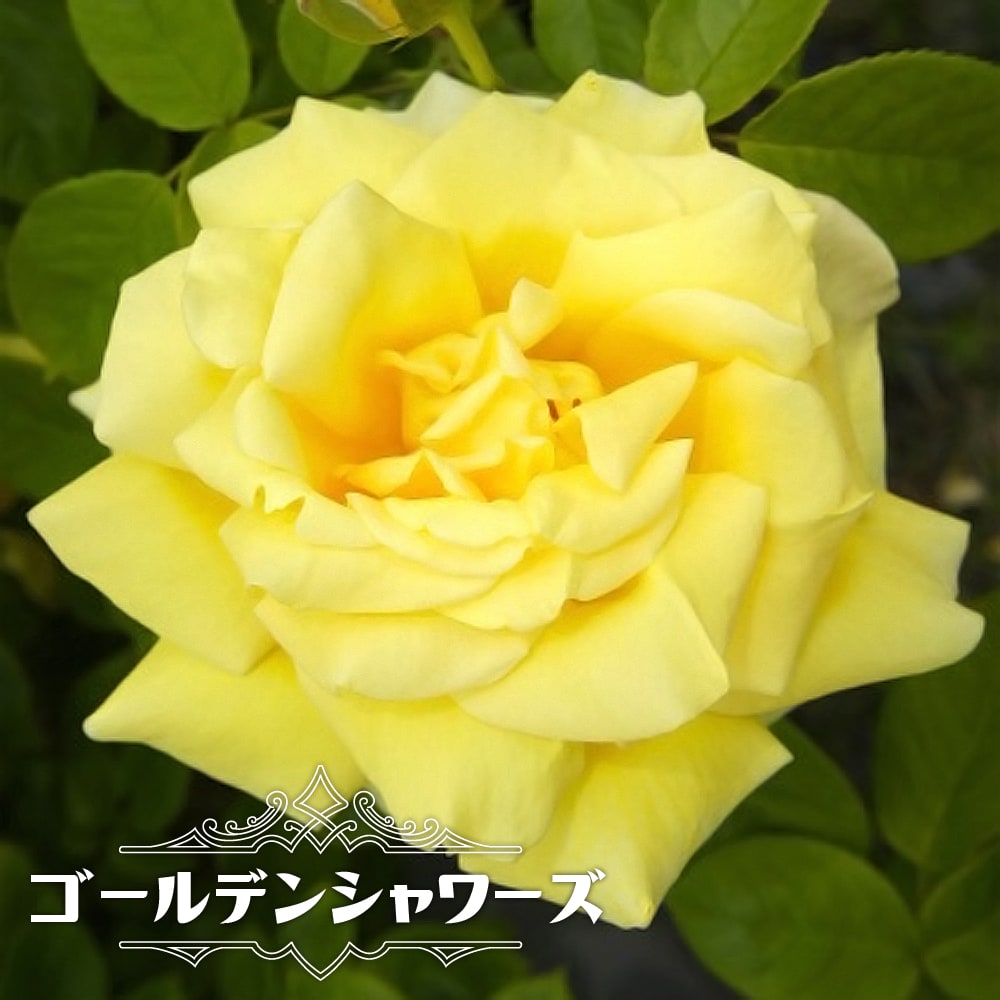 バラ ゴールデンシャワーズ 