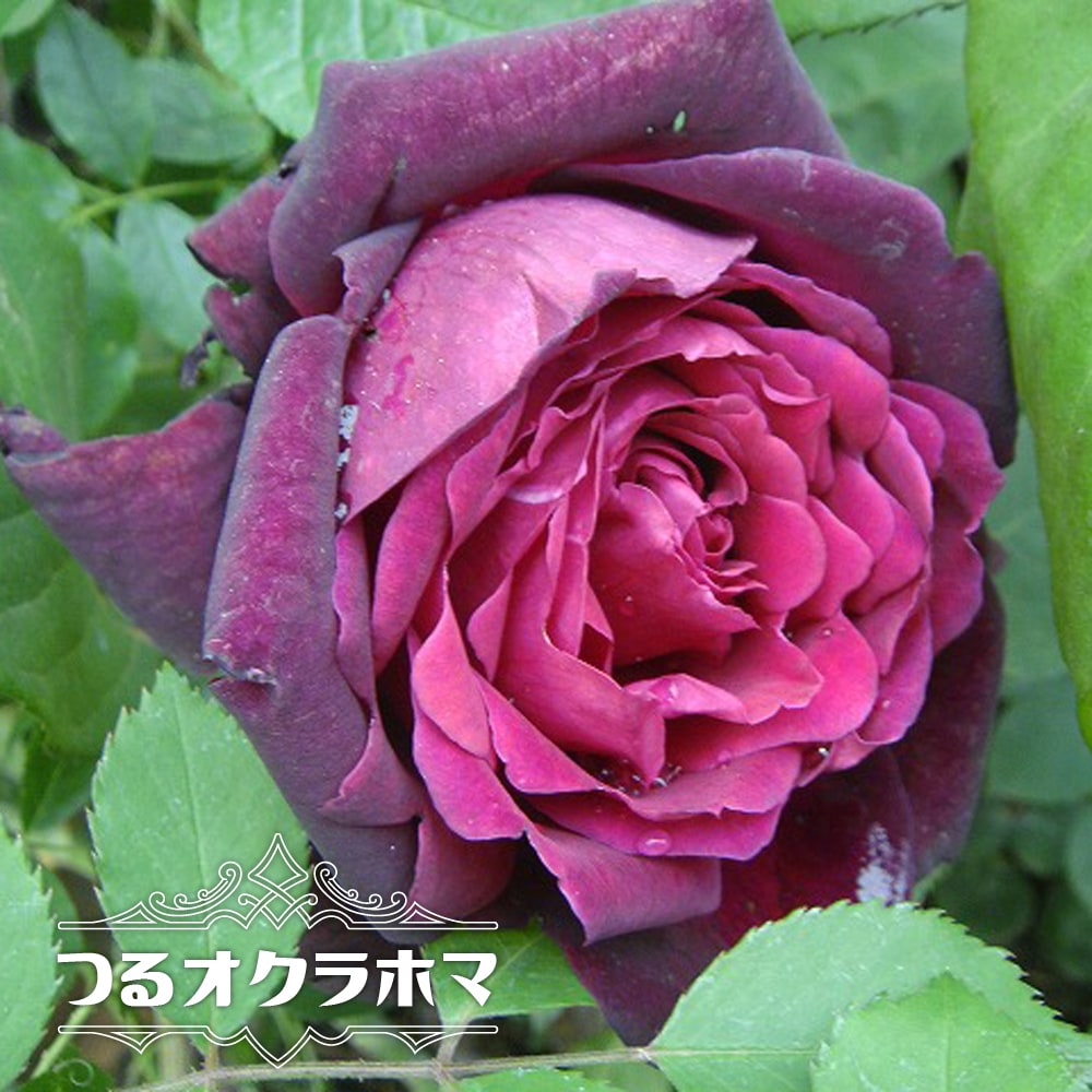 バラ つるオクラホマ 