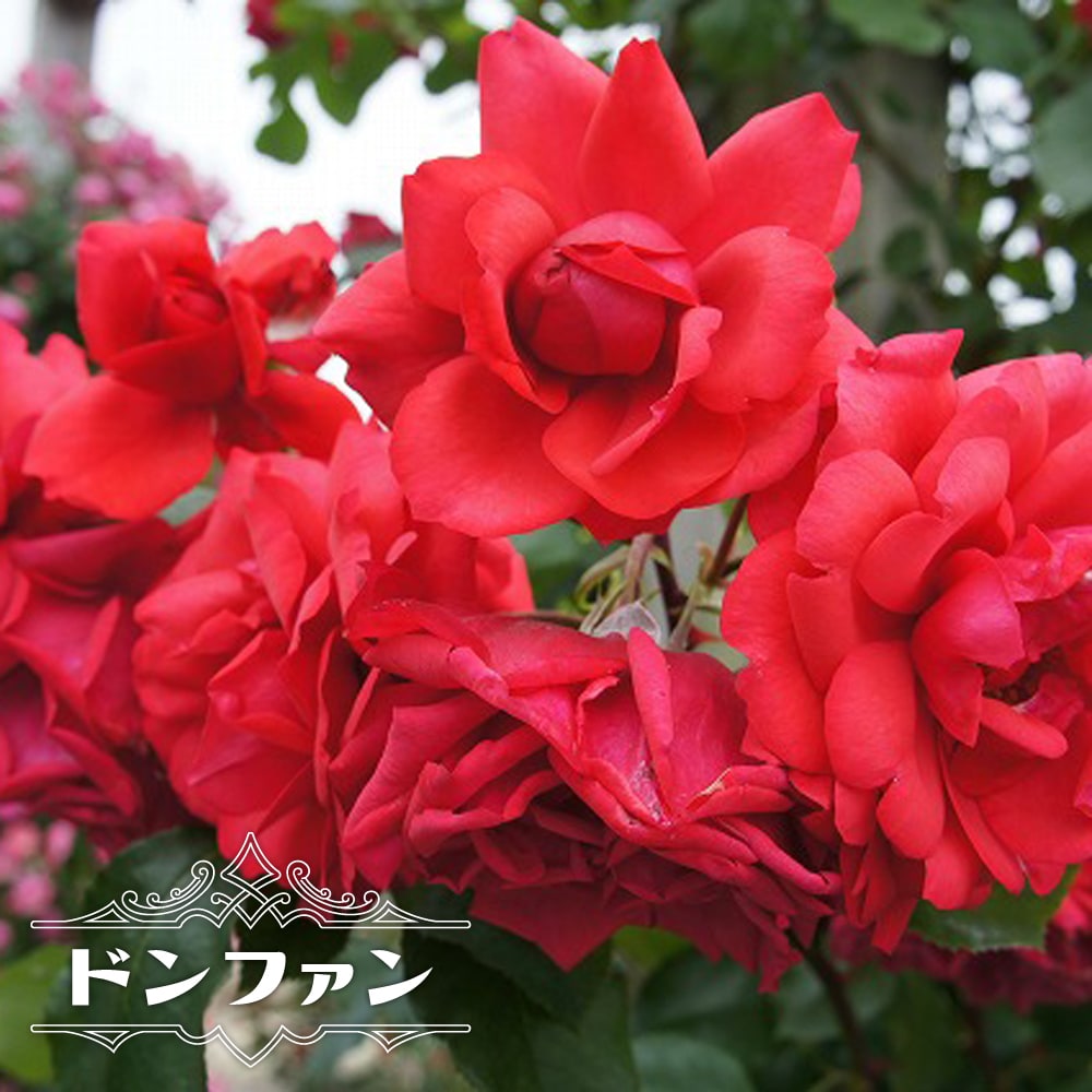 バラ ドンファン 