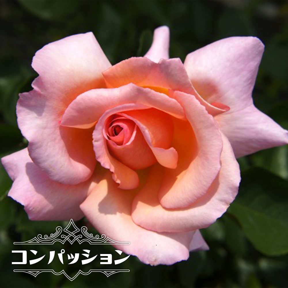 バラ コンパッション 