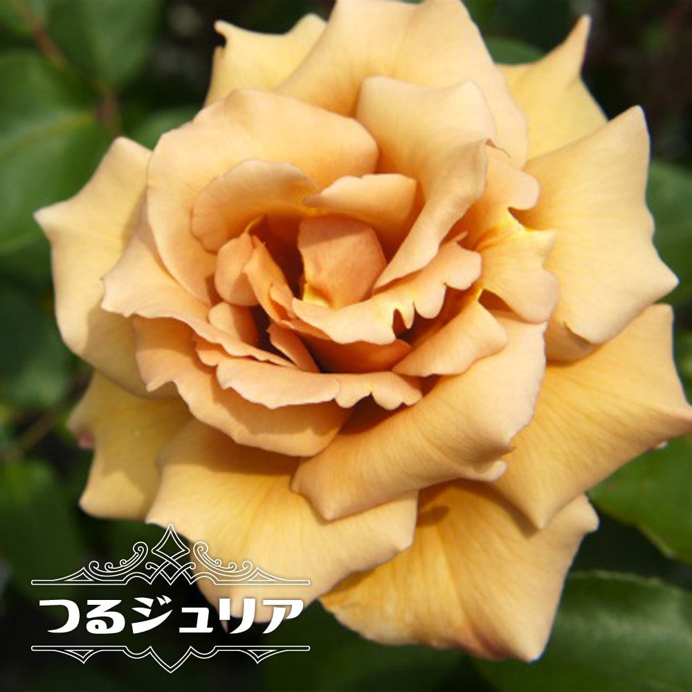 つるジュリア