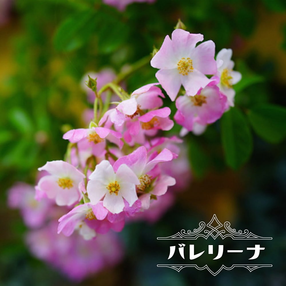 バラ バレリーナ 