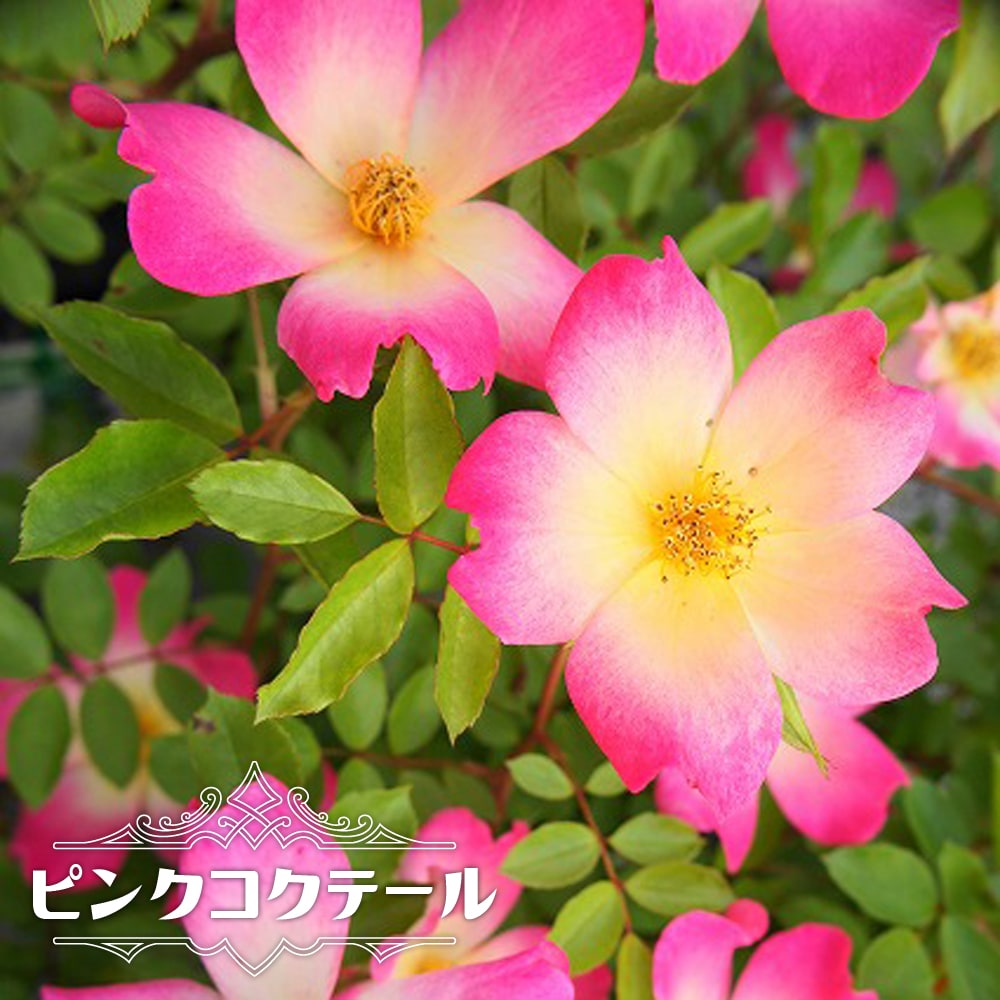 バラ ピンクコクテール 