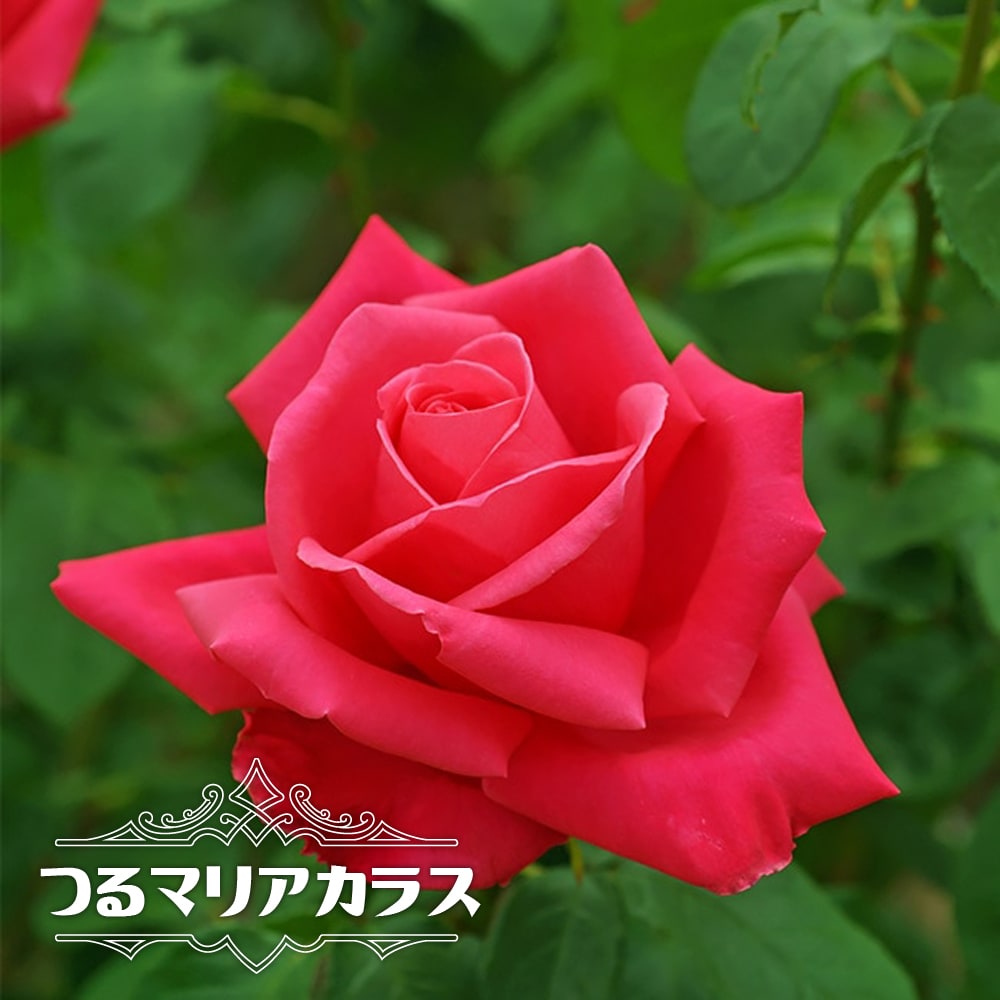 バラ つるマリアカラス 