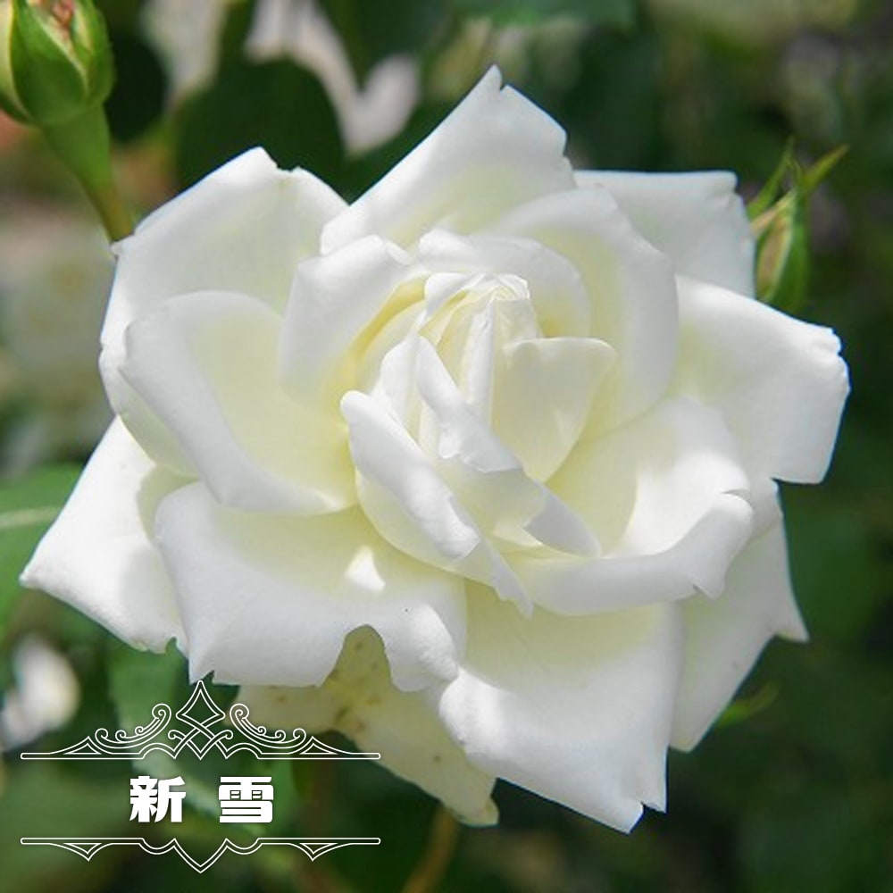 バラ 新雪 