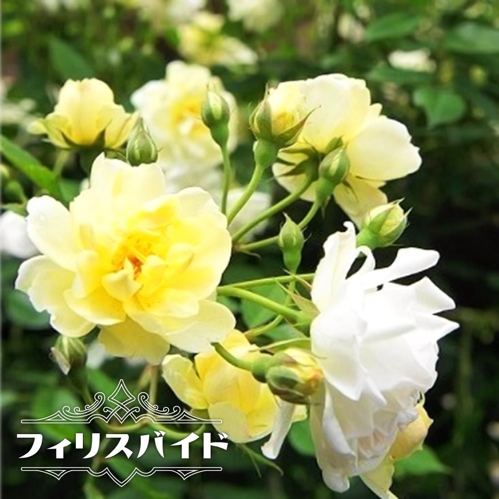 バラ フィリスバイド CL クライミングポリアンサ （つるバラ） 苗 育て
