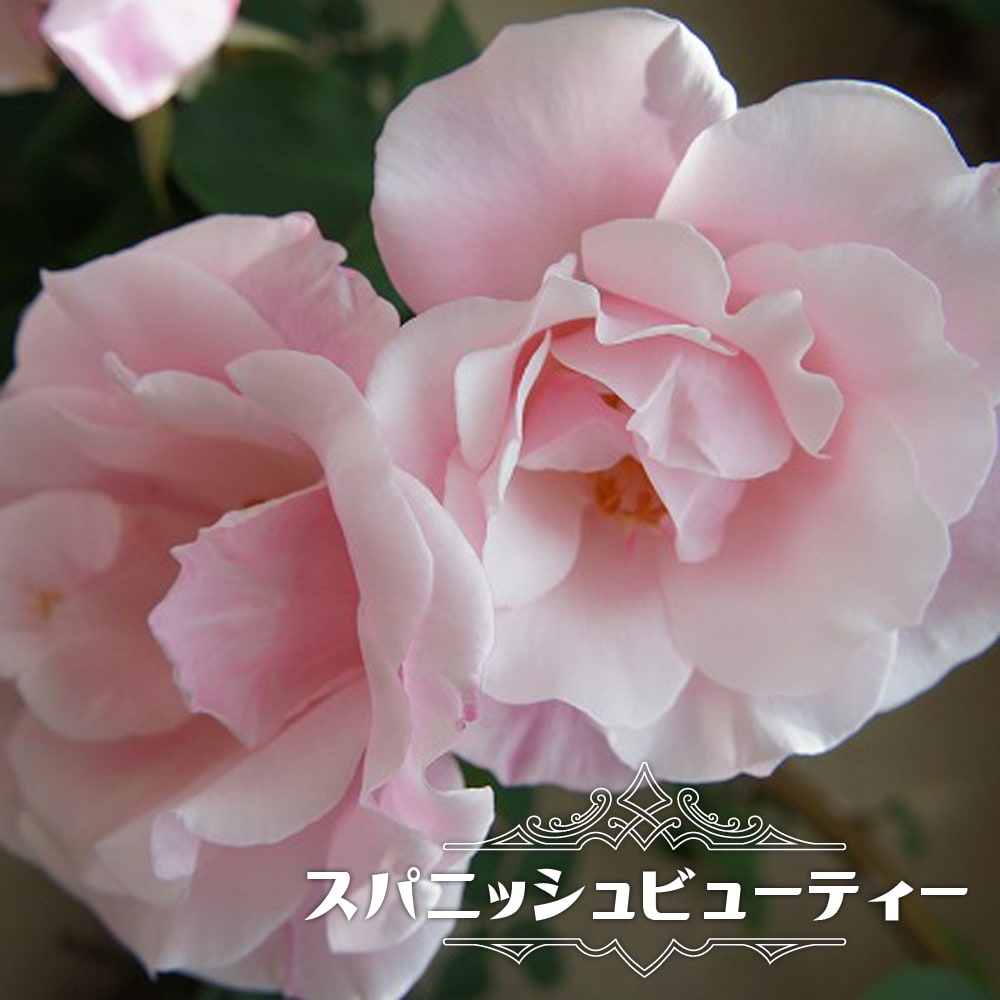 バラ スパニッシュビューティー LCl ラージフラワードクライマー