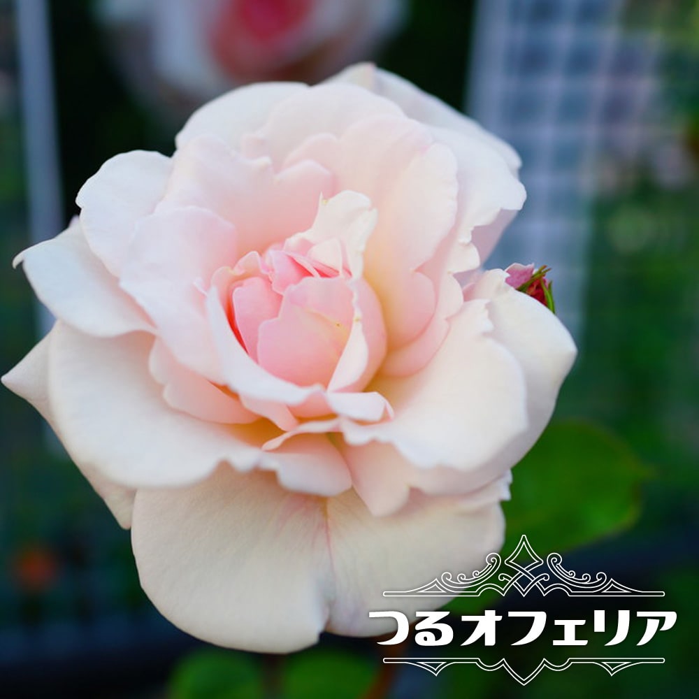 バラ つるオフェリア 