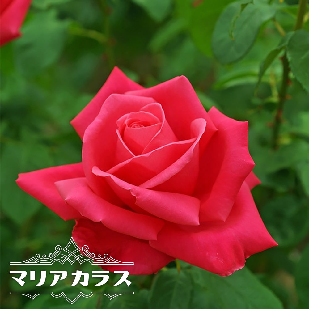 バラ HT ハイブリッドティー マリアカラス 苗 販売 苗木部 By 花ひろば