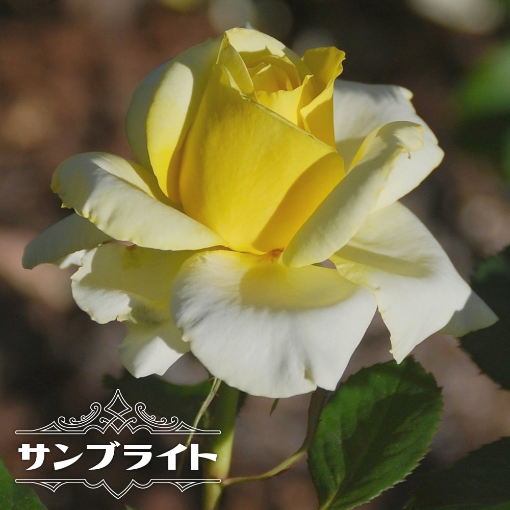 バラ サンブライト 