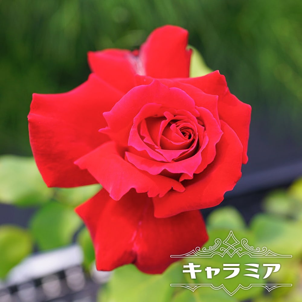 バラ キャラミア HT ハイブリッドティー 苗 販売 苗木部 By 花ひろば